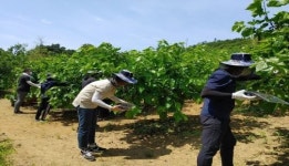 운암면, 바쁜 농촌을 위해 일손 돕기 실시