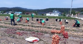 영덕군 병곡면,  농촌일손돕기 활동 나서