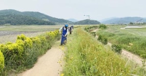 전남 보성군 벌교읍 중도방죽 황토길 정비