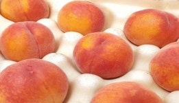 남원시 춘향골 노지복숭아 본격 수확 시작!