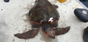 영덕 축산항 , 멸종위기 붉은바다거북 구조