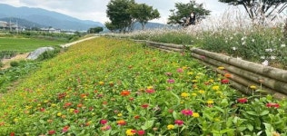 화순천변 수놓은 ‘백일홍 꽃길’ 산책길로 인기