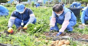 포스코케미칼, 주말농장에서 수확한 감자 지역사회와 나눠