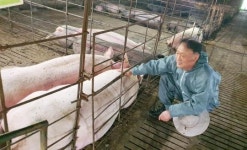 양돈업계 고질병 희소식~‘복합 유산균’바루(baru) 뿌리고 먹여 냄새 90% 제거