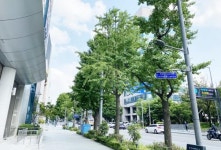 광주시 ‘동구 금남로’ 걷고 싶은 가로숲길로 최종 선정