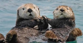 여자친구 물에 떠내려가지 말라고 손 꼭 붙잡고 자는 사랑꾼 해달