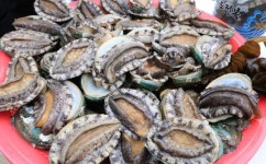 완도전복(주), 전복 통조림 싱가포르로 수출