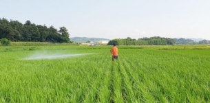 전남 영광군, 비오기 전 벼 병해충 방제 당부