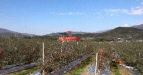 무주군, 방문객 안전위해  사과 수확 체험행사 취소!