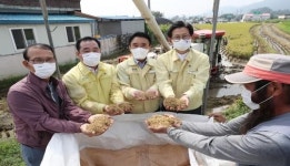 한반도 농생명 발원지 고창에서 벼 첫 수확