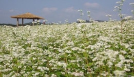 구월에 가볼 만한 고창 학원관광농장 해바라기·메밀꽃밭