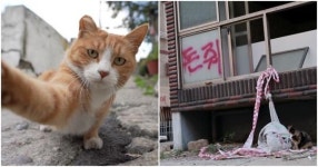 꿈꾸는 고양이 그저 현관문을 열 정도의 용기만으로 (리뷰)