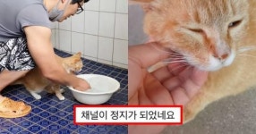“동물을 괴롭히는…” 고양이 돌보는 유튜버, 갑자기 채널 정지됐다