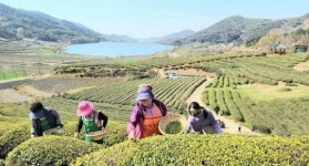 전남 보성군 회천면 영천마을 ‘유기농 생태마을 지정’