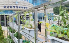 전남 보성군, 특색 있는 청사 만들기 벌교읍 국화심기 한창