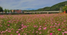진안군, 동향면 구량천에 코스모스 활짝