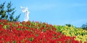 전남 신안군, 섬 맨드라미 랜선축제 개최
