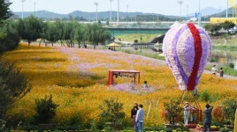 [포토]장성 황룡강 생태공원,황화코스모스 물결 장관