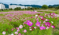가을향기 가득 담은 ‘화순천변 꽃길 산책 코스’ 인기