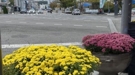 광주시 동구 금남로 등 도심거리에 가을 꽃길 조성
