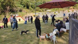 목포시 부주산 반려동물놀이터, 개장 초부터 인기몰이