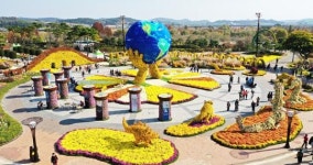 함평국향대전 휴일인파 북적~~늦가을 정취 만끽(사진+영상)