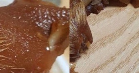 “족발을 시켰는데 시츄가 배달됐어요” 쇼킹한 비주얼에 누리꾼들 화들짝 (사진)