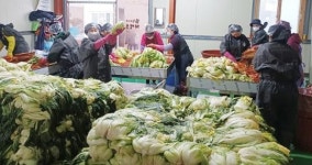 전남 강진군 묵은지, 고품질 특화 품목으로 효자 노릇 톡톡