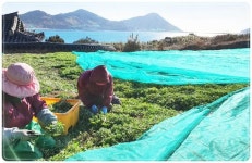 제철 맞은 ‘거문도해풍쑥’, 벌써부터 봄 향기 쑥쑥