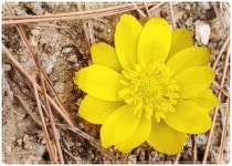 [포토]봄의 전령사 복수초 ‘활짝’