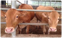 전남 진도군, 축산농가 경쟁력 강화 17억원 투입