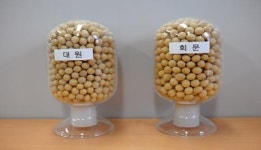 순창군, 콩 신품종 회문 확대 보급