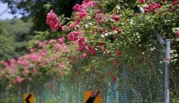 임실군, 옥정호 주변 아름다운 꽃길 조성