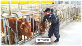 전남 보성군, 구제역 청정지역 일제접종으로 청정 축산 사수