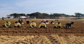 고창군, 명품 꿀고구마 첫 정식 현장방문