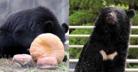 용인에서 탈출했던 곰, 실컷 겨울잠 자고 4개월 만에 이곳서 발견됐다