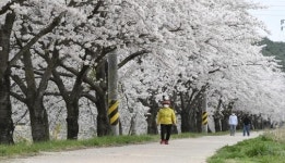 남원 지리산둘레길, 운봉 람천 구간 벚꽃 만개!