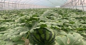 익산 탑마루 봄 수박 출하, “맛·품질 최고”