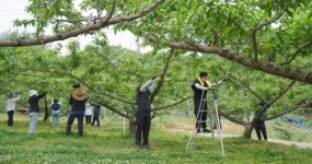 임실군 농업기술센터, 농가 일손 돕기 추진