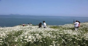 부안 변산마실길 1코스 샤스타데이지 활짝