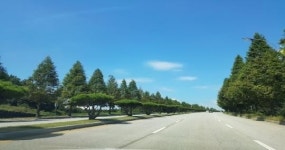 익산시, 특색있고 아름다운 가로수길 조성