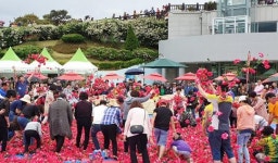 곡성세계장미축제에서 순금 1돈 찾아 골드러시 오픈런을 노려라