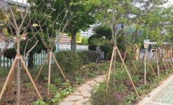 광주시 서구, 치평초·중학교 푸른 교정으로 탈바꿈