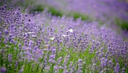 정읍시, 보랏빛 라벤더꽃 만개...“라벤더 물결 일렁일렁”