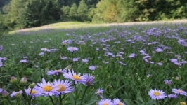 국립한국자생식물원 개원식 가져