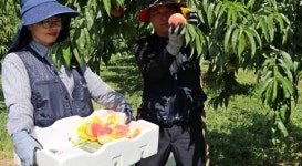 옥천군 노지 복숭아 출하 한창