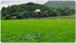 전남 강진군, 벼 이삭거름 적기·적량 시용 하세요