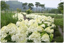 전남 함평천지길,새하얀 목수국 장관(사진+영상)