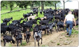 전남농기원, 흑염소 전문 유튜브 채널 ‘신의염소’ 운영