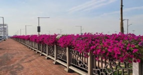 포항시, 온실서 직접 키운 꽃 도심 경관 형형색색 아름답게 물들인다!